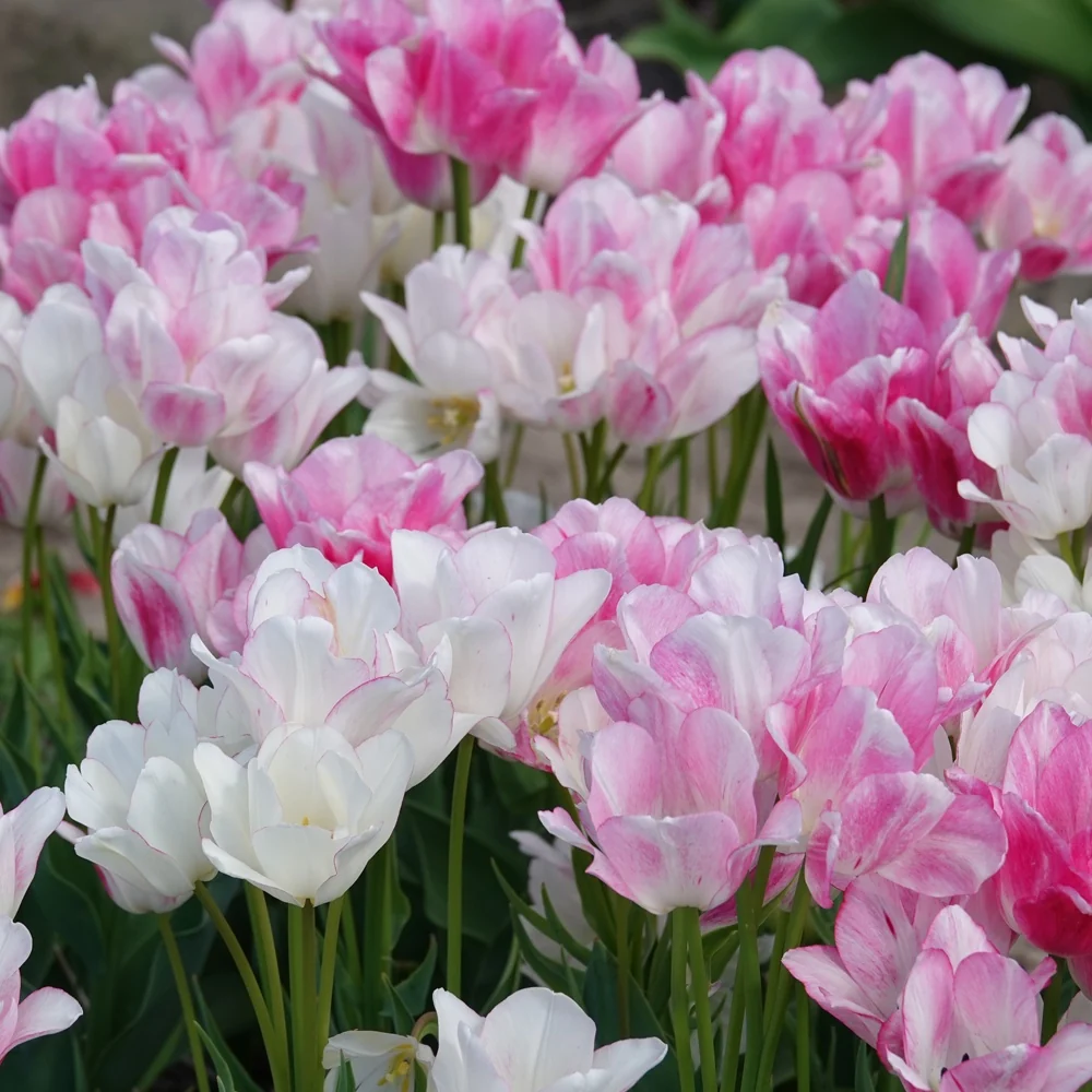 7 Tulipes Pluriflores Candy Club Tulipa Candy Club