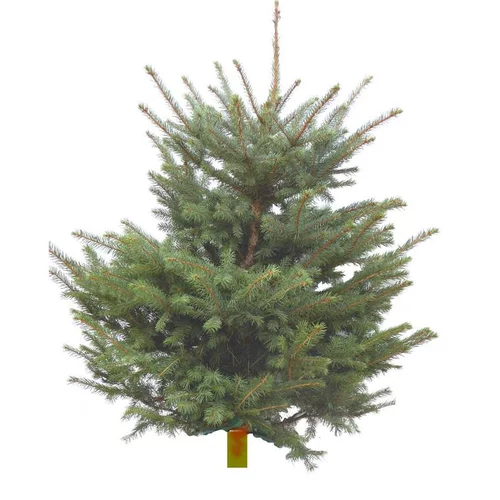 Sapin de Noël naturel coupé Pungens - de 150 à 200 cm