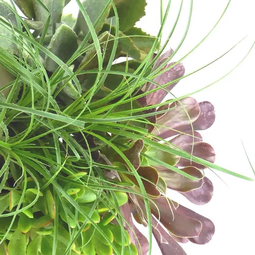 Succulentes - Le pot de 28 cm