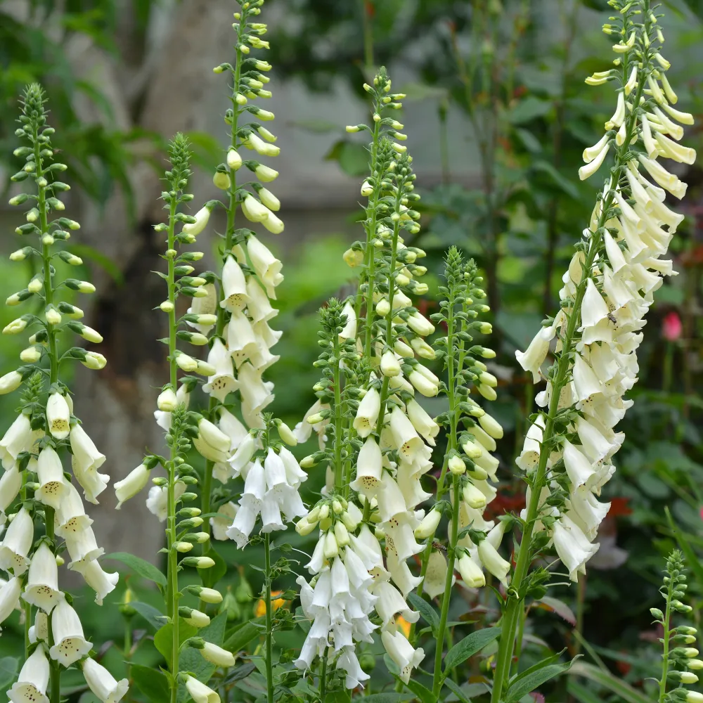 Digitale pourpre blanche Digitalis purpurea alba