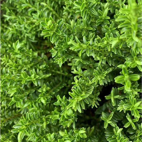 Myrte commune (Myrtus Communis). Le pot de 9 litres