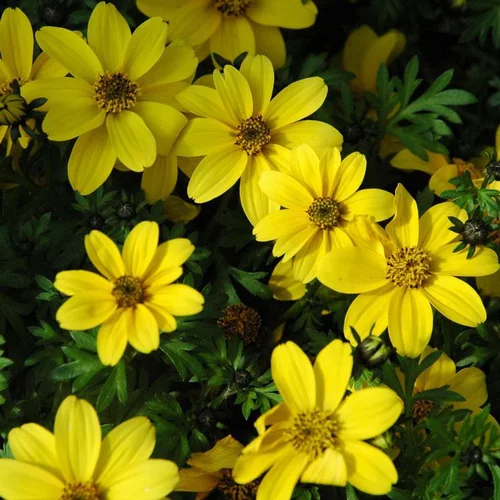 Bidens à fleurs jaunes - Le pot Ø 10,5 cm