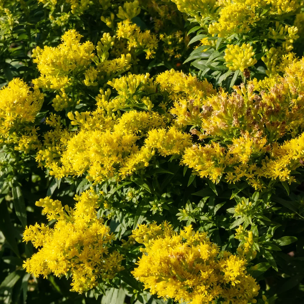 Solidago Golden Mosa Solidago Golden Mosa