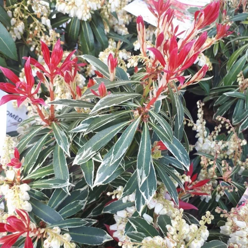 Andromède du Japon Flaming Silver 30/40. Le pot de 3 litres