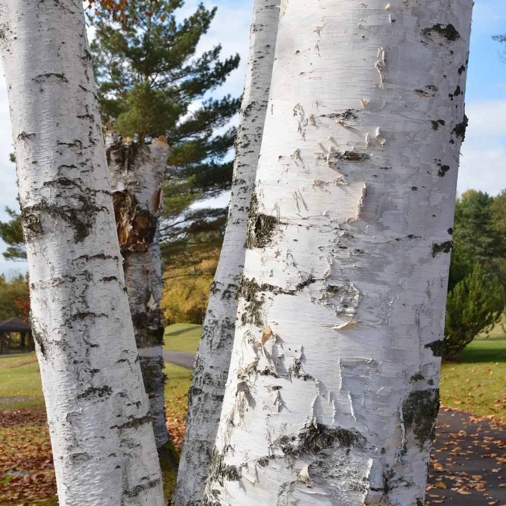 Bouleau commun Betula pendula