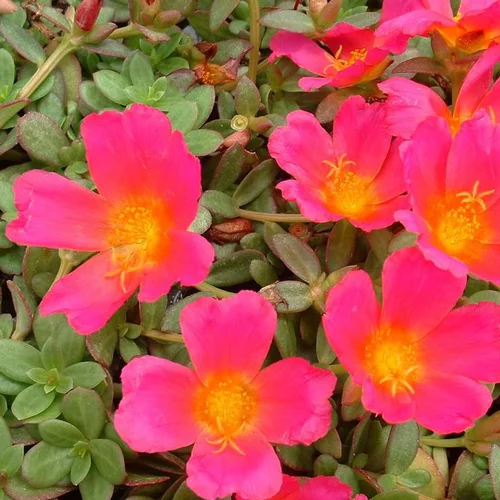 Portulaca Samba - La suspension de 6 litrez