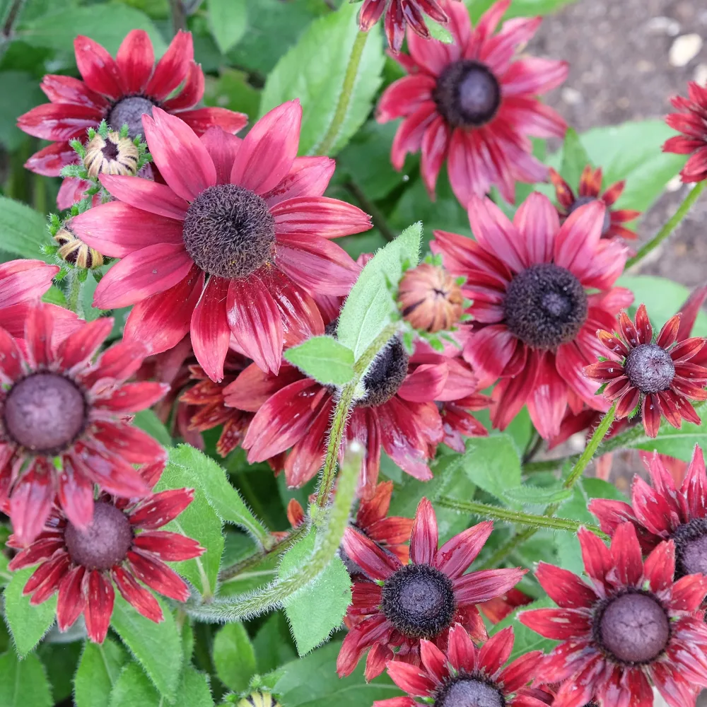 2 Rudbeckia Cherry Brandy Rudbeckia hirta Cherry Brandy