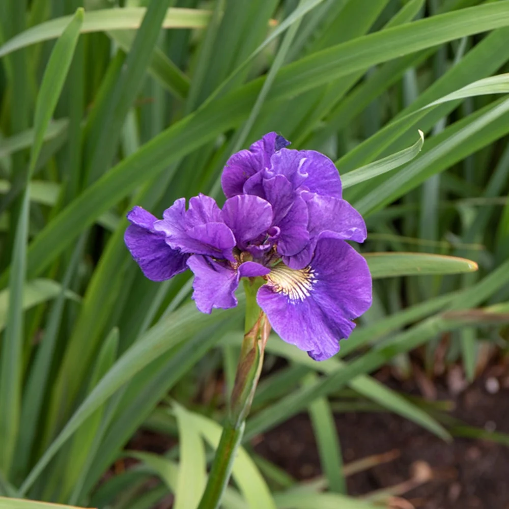 Iris sibirica Kaboom Iris sibirica kaboom
