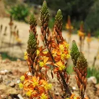 Bulbinea jaune. Le pot de 2 litres