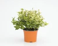 Euonymus Fortunei Emerald Gold jaune 20/30 cm en pot de 3 L