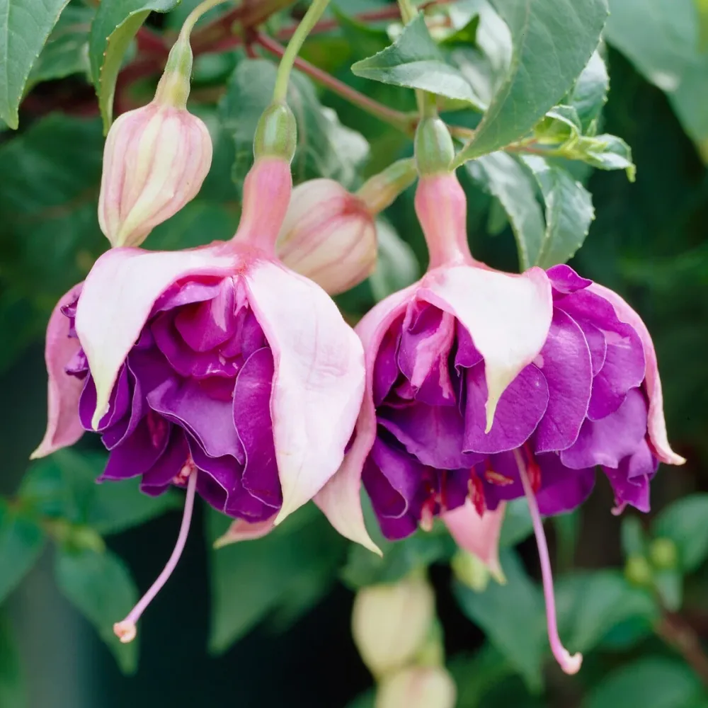 3 Fuchsias retombants Royal Mosaic Fuchsia Royal Mosaic
