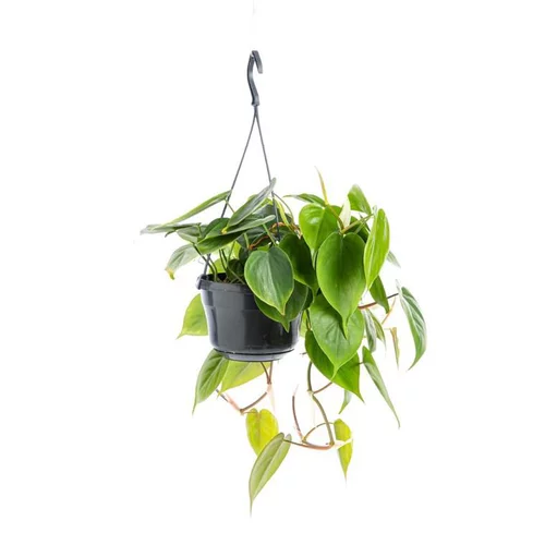 Philodendron Scandens suspension Ø20xH50 cm