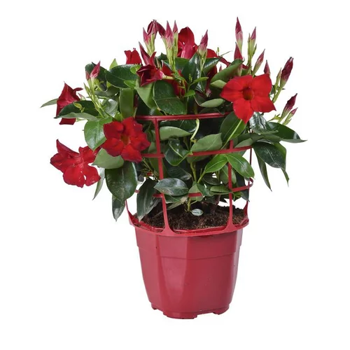 Dipladénia buisson coloris variés. Le pot de 2 litres
