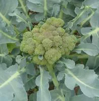 Chou Brocoli Bio. La barquette de 6 plants