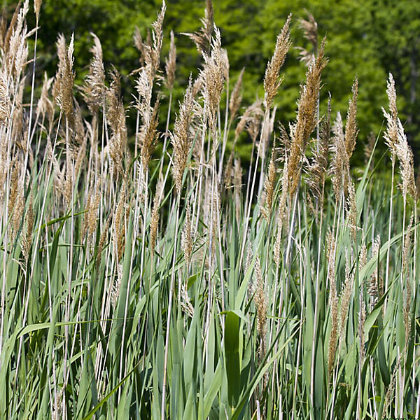 6 x Roseau panaché – Phragmites australis | godet 9cm x 9cm