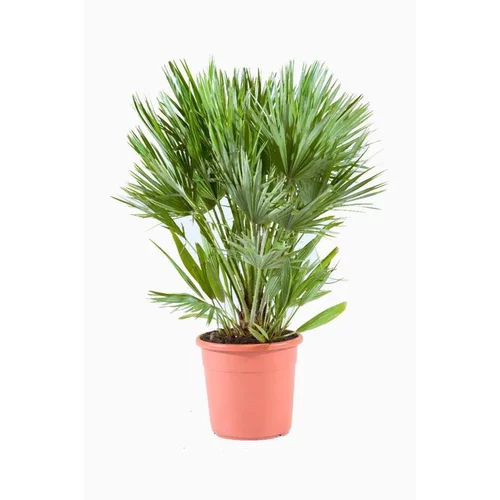 Chamaerops Humilis Compacta (Palmier nain) en pot de 13 L vert