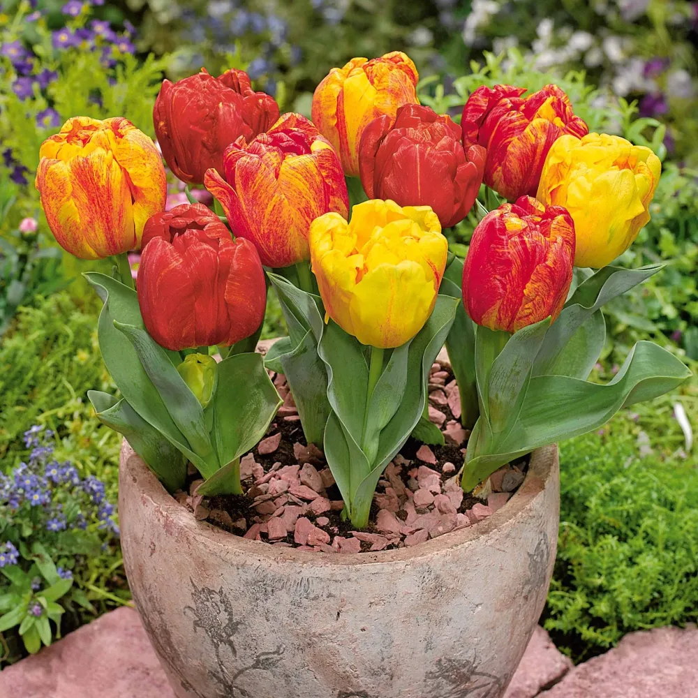 5 Tulipes hâtive Flaming Baby Tulipa flaming baby