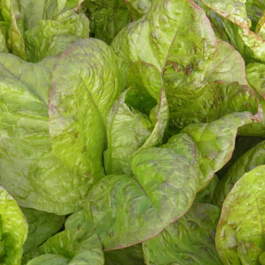 Graines bio de Laitue romaine Angèle