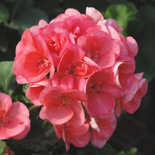 Géranium Zonal à fleurs multicolores - Le pot de 10 litres