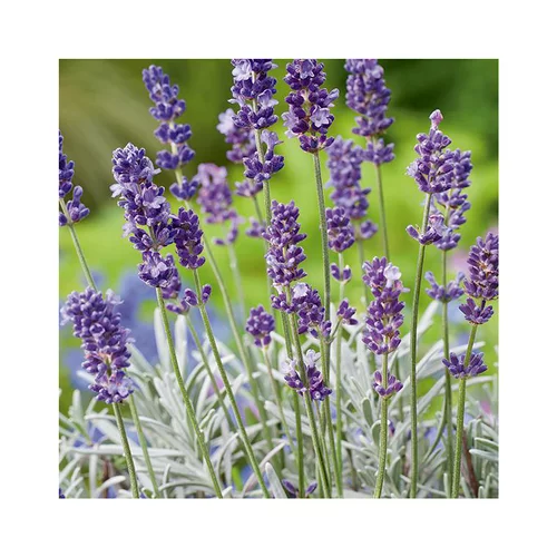 Lavandula Augustifolia Varie ou Lavande pot 3 L