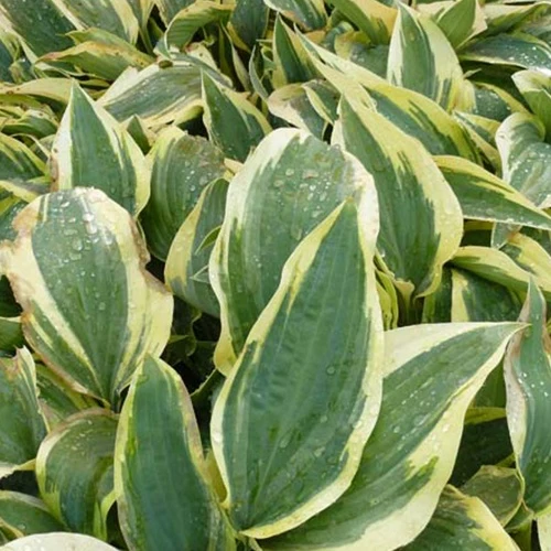Hosta Wolverine Hosta hybride wolverine