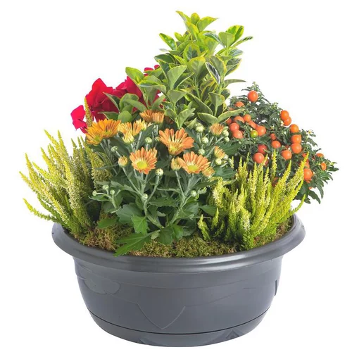 Composition d'extérieur mélange orange rouge - La coupe de 45cm