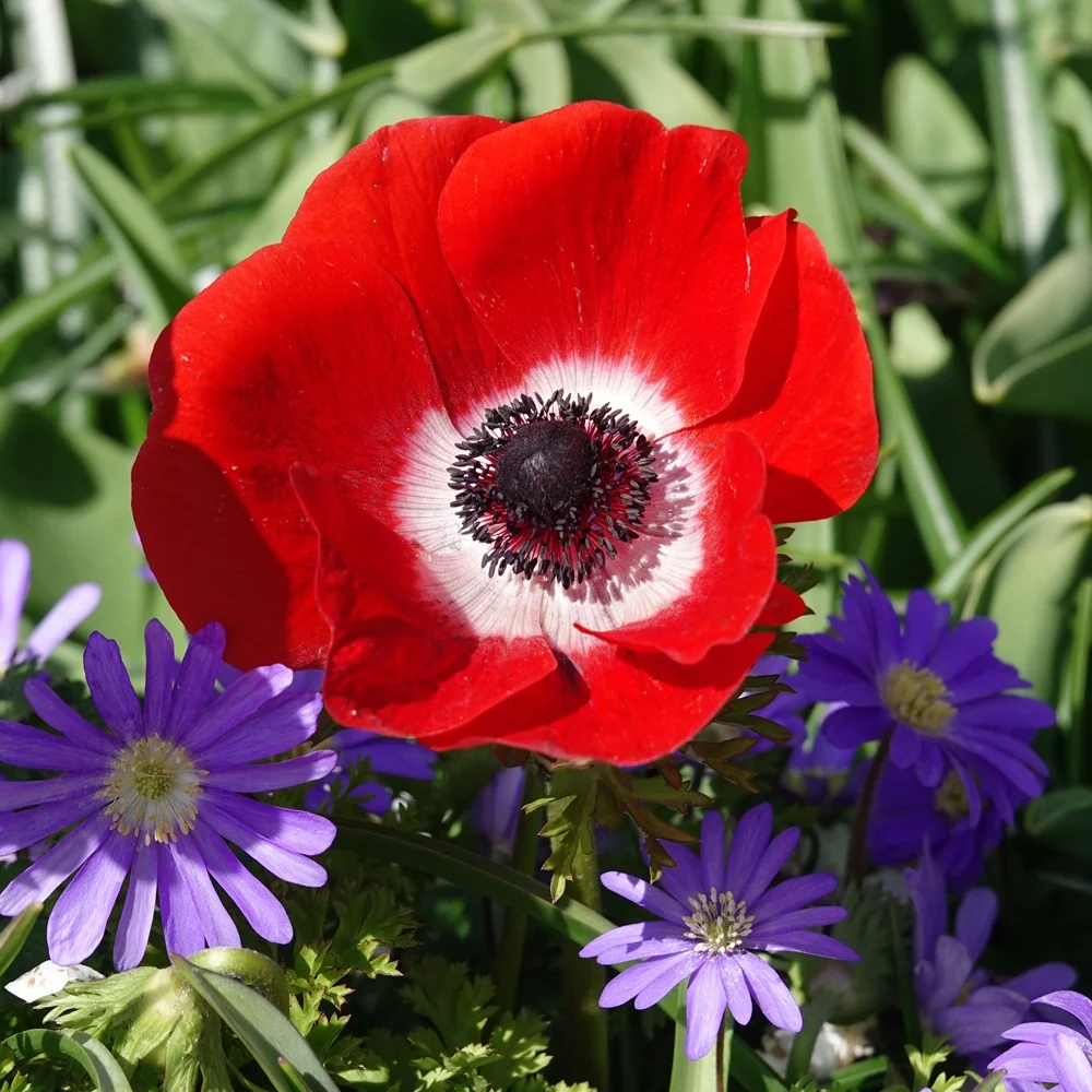 Anémones coronaria rouges Anemone 'hollandia'