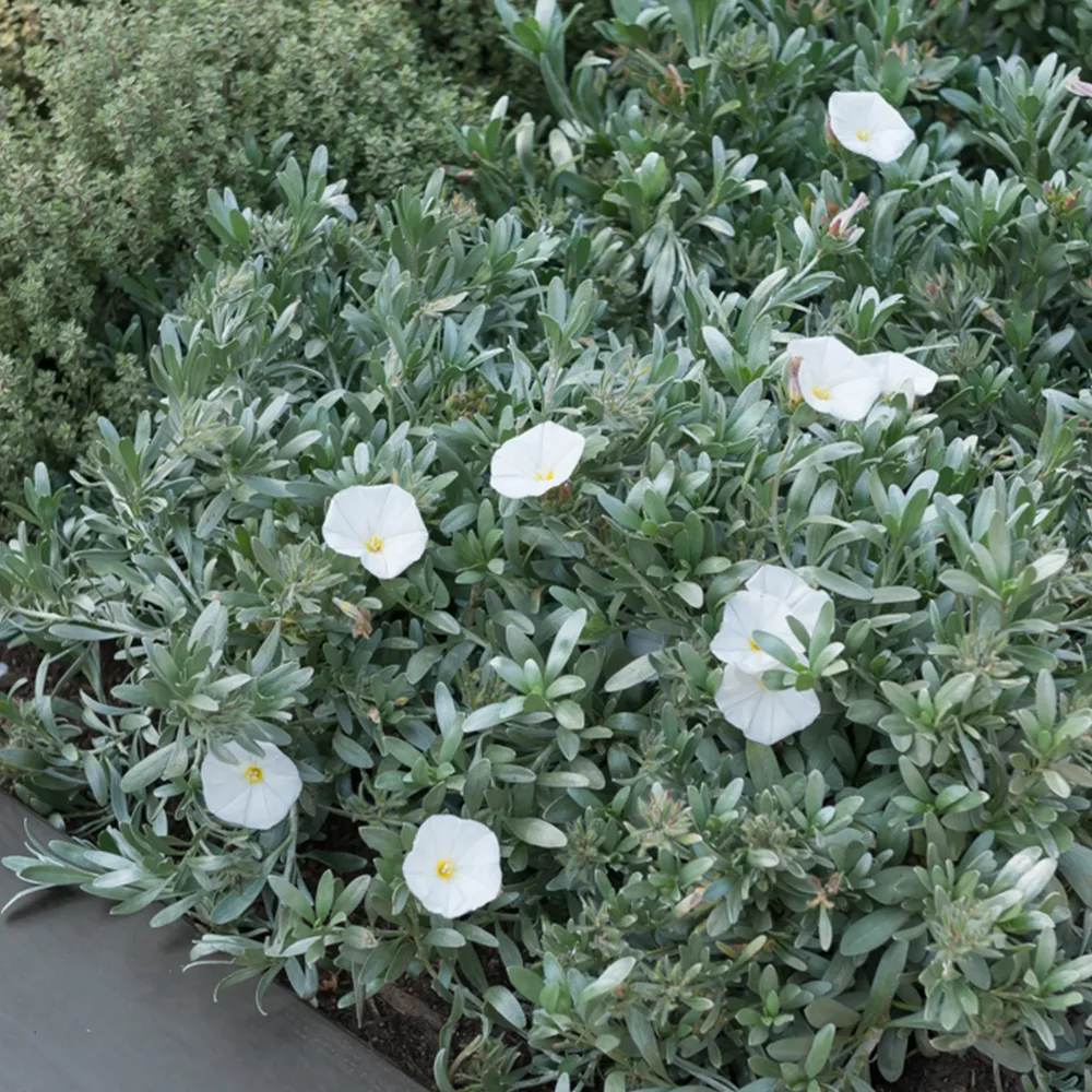 Liseron arbustif argenté Convolvulus cneorum