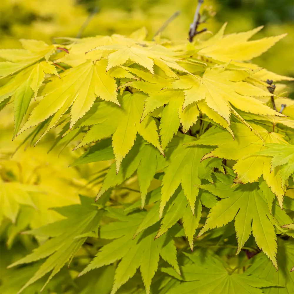 Erable du Japon Jordan Acer shirasawanum Jordan