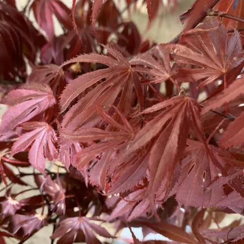 Érable du Japon Oregon Sunset rouge. Le pot de 10 litres