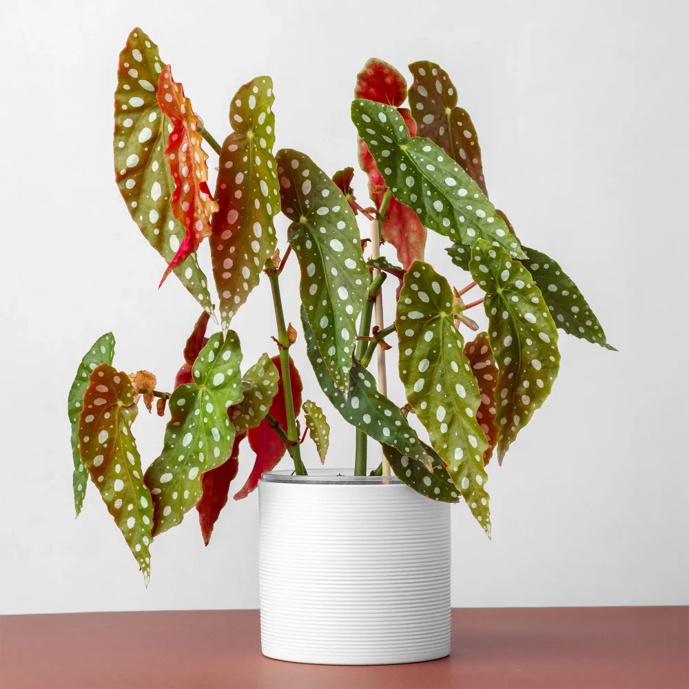 Bégonia maculata Begonia maculata
