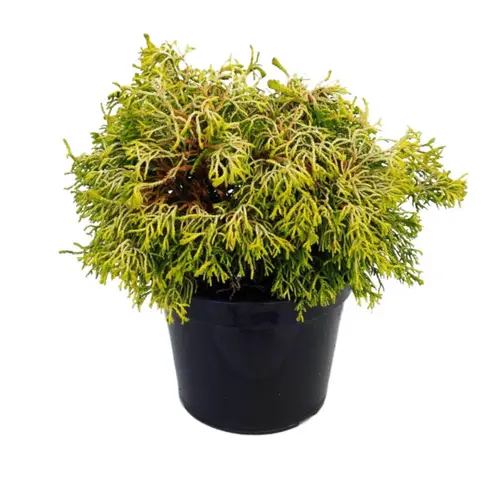 Faux cyprès du Japon Obtusa Tsatsumi gold, le pot de 2 Litres