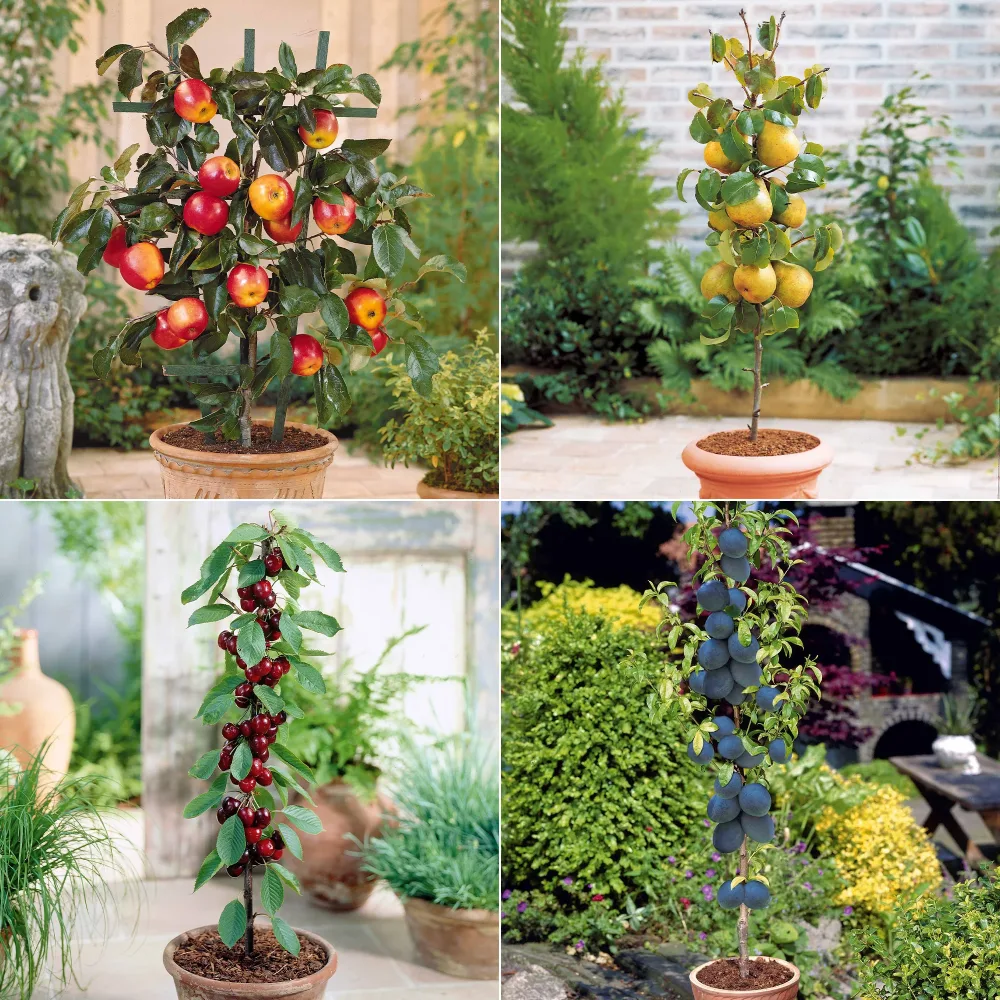 Collection de 4 mini-fruitiers d'été Pyrus communis, Prunus salicina ,Malus domestica, Prunus avium