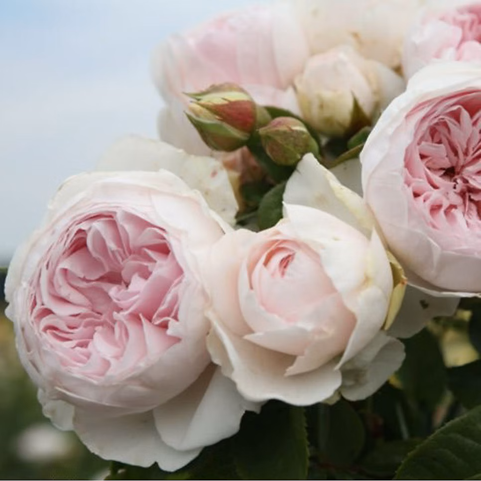 2 x Kordes Parfuma rosier – Rosa 'Herzogin Christana'