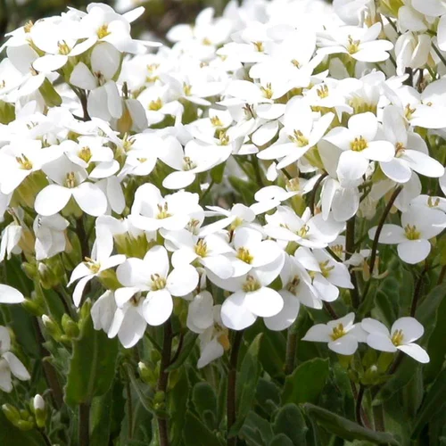 Arabis Alpinus. Le pot de 1 litre