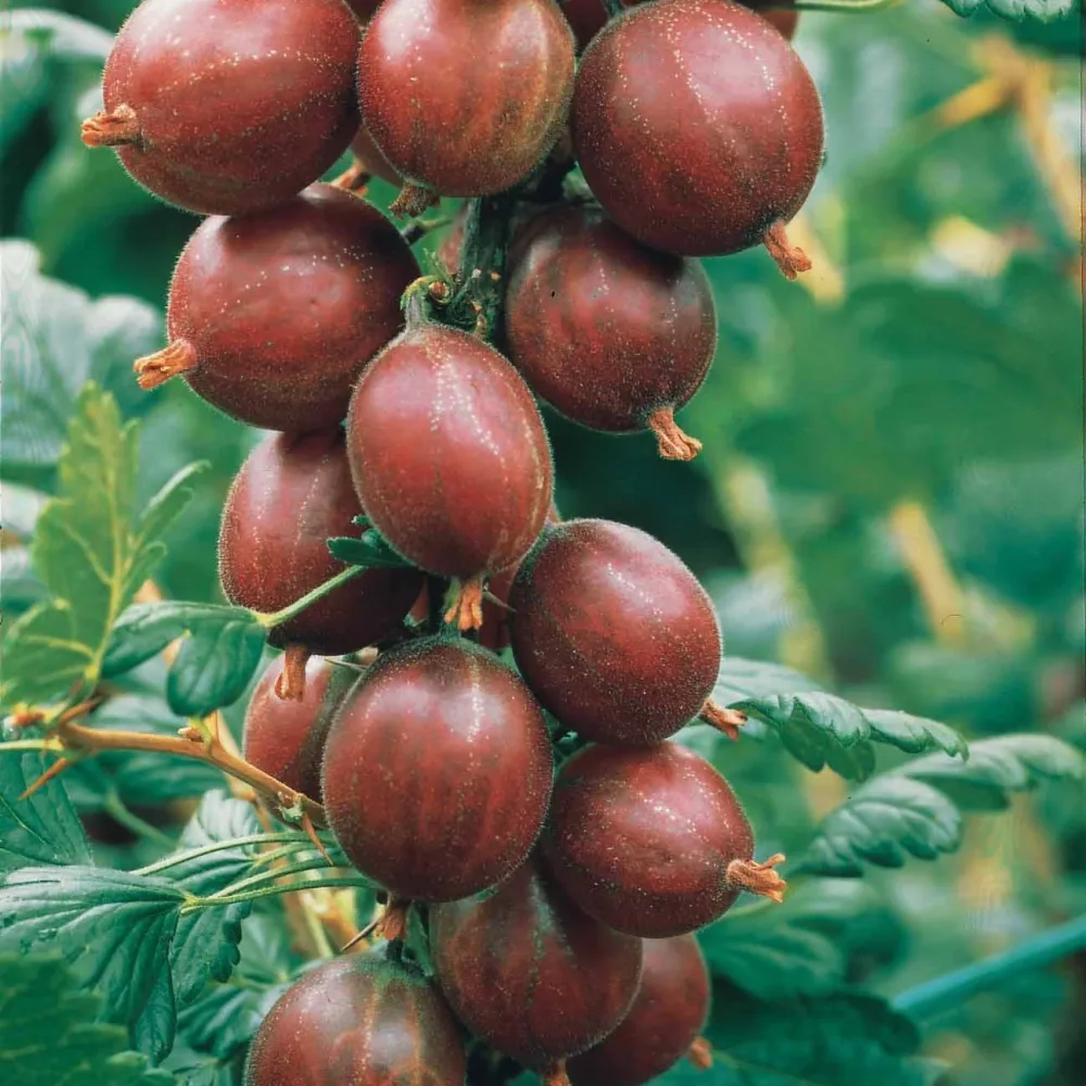 Groseillier à maquereau rouge sur tige Ribes uva-crispa Hinnonmäki Röd
