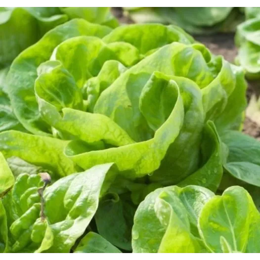 Graines bio de Laitue pommée de printemps Gotte d'or