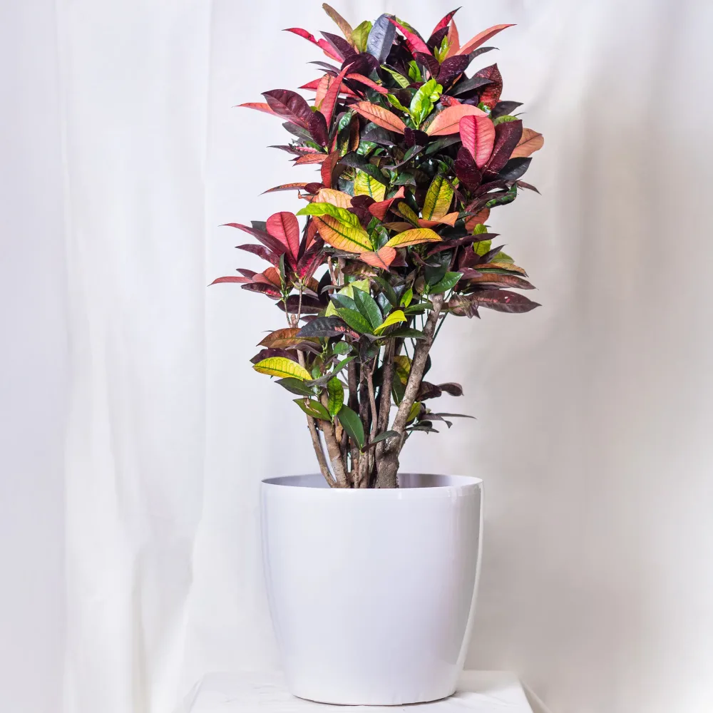 Croton Mrs. Iceton Codiaeum variegatum mrs. iceton