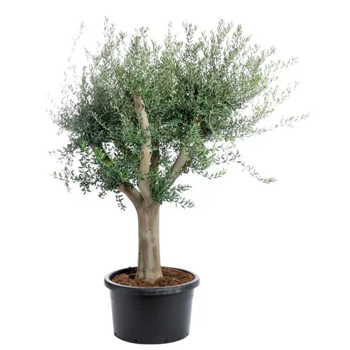 Olea Europaea (olivier d'Europe) 230 cm en pot de 130 L vert