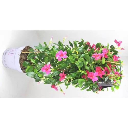 Dipladénia Fushion California Colonne - Le pot de 45 cm