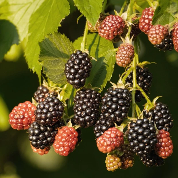 Mûrier Reuben Rubus fruticosus reuben®