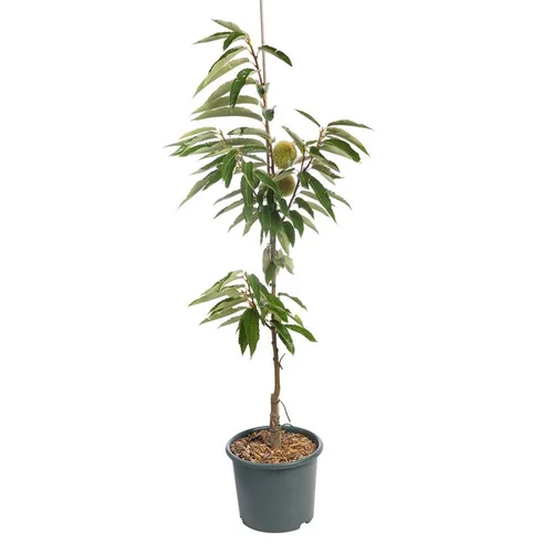 Chataignier Marsol. Le pot de 15 litres