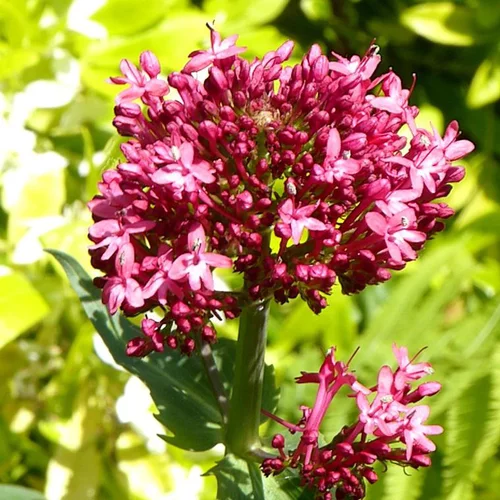 Centranthe coccineus (Lilas d'Espagne ou Valériane rouge) à fleurs roses - Le pot de 1 litre