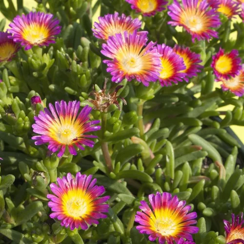 Delosperma Wheels Of Wonder Hot Pink (Rose) - Le pot de 4 litres