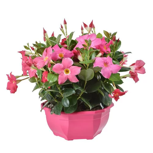 Dipladénia buisson multicolore. La coupe de 23 cm