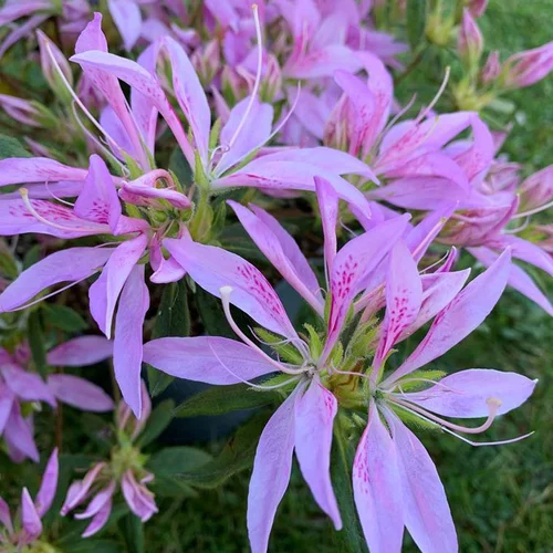 Azalée du Japon Koromo Shikibu à fleurs violettes. Le pot de 5 litres
