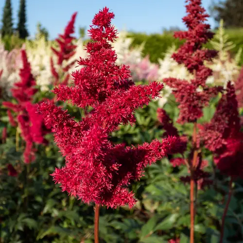 Astilbe ‘Etna’ - Le pot de 2 litres