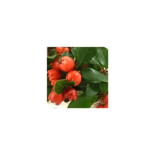 Gaultheria Red Diamond rouge en pot