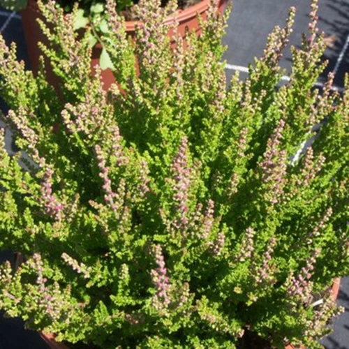 Bruyère d'été Dark Star Callune Dark Star Calluna vulgaris dark star