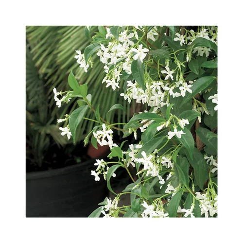 Jasmin étoilé. Le pot de 6 litres